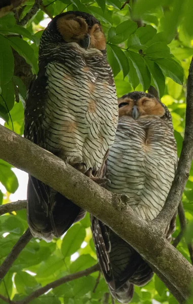 Two Owls Perched Tree Branch Park — Stock Photo, Image