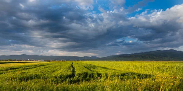 Plain Wheat Landscape Field Transylvania Romania Summer — Stock Photo, Image