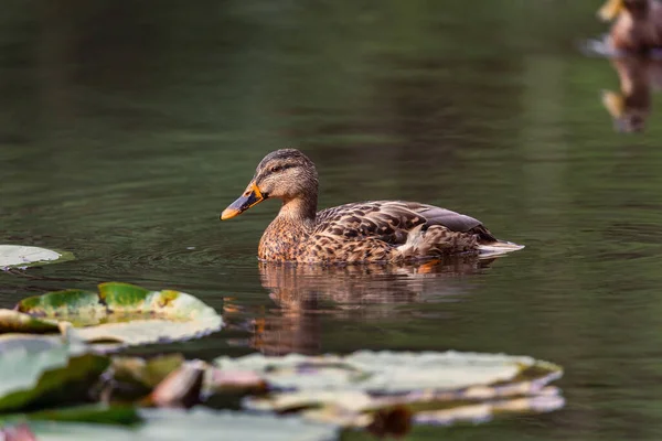 一只鸭子在池塘里游泳 — 图库照片