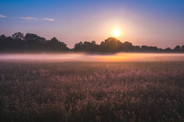 Спокойный Пейзаж Золотого Заката Над Лугом Туманный День — стоковое фото
