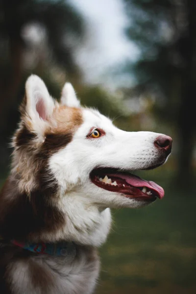 Egy Szibériai Husky Kutya Függőleges Portréja Parkban — Stock Fotó