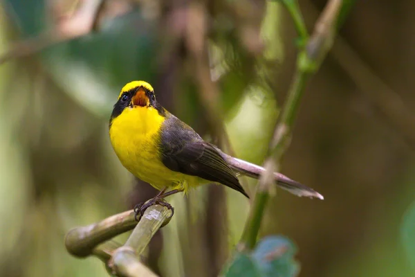 Vários Belos Pássaros Fantail Amarelo Preto — Fotografia de Stock