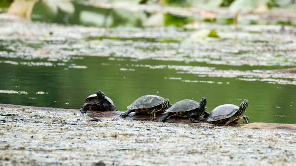 Een Uitzicht Als Vier Zwarte Schildpadden Lopen Uitgelijnde Lijn Het — Stockfoto