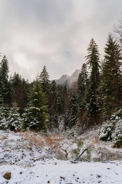 一片长满冷杉的雪地森林的垂直照片 — 图库照片