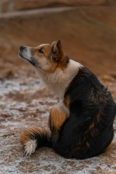 Вертикальный Снимок Милой Собаки — стоковое фото