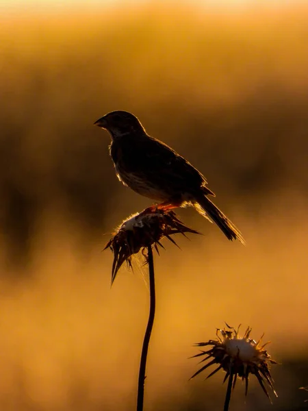 夕阳西下背景上一只鸟的垂直照片 — 图库照片