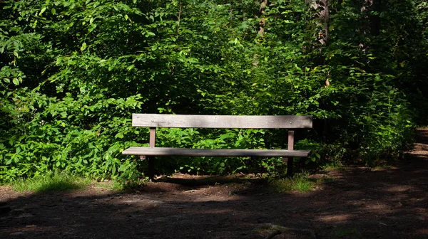 木を背景にした公園内の木製ベンチの美しい景色 — ストック写真