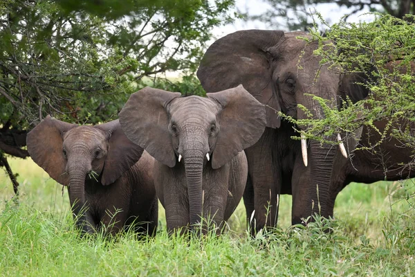 一群大象带着他们的孩子在森林里 — 图库照片