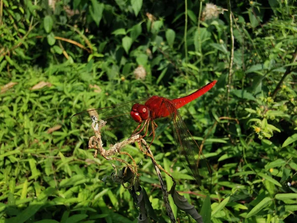 在植物上栖息着的红色脉络的黑暗的特写镜头 — 图库照片