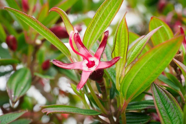 Vista Glory Bush Pleroma Urvilleanum Planta — Fotografia de Stock