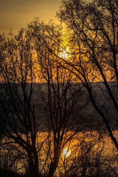 Een Silhouet Van Bomen Oever Van Het Meer Tegen Een — Stockfoto
