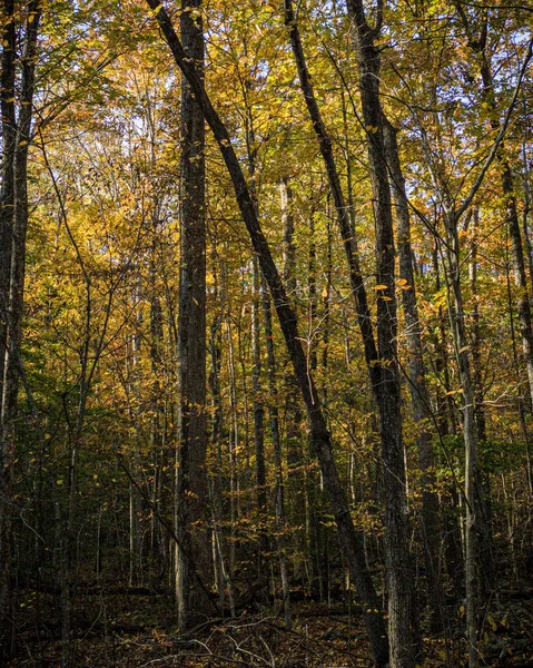 Folhas Outono Árvores Dentro Floresta West Virginia Eua — Fotografia de Stock