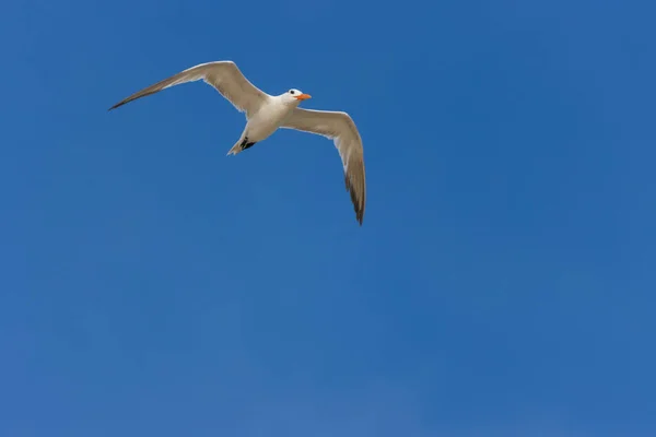 Utsikten Över Den Snöiga Krönta Tanden Flyger Skyn — Stockfoto