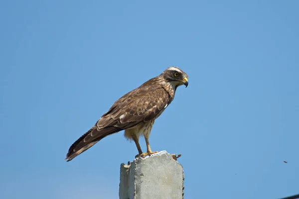 Aves Rapiña Águilas Halcones Halcones — Foto de Stock