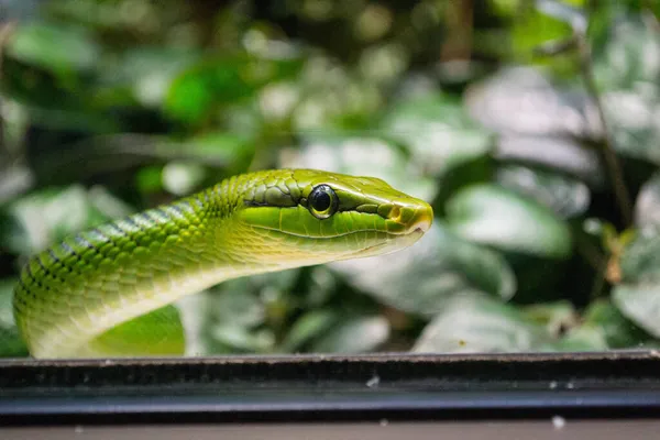 Ένα Κοντινό Πλάνο Του Gonyosoma Oxycephalum Γνωστό Συνήθως Δενδρόβιο Φίδι — Φωτογραφία Αρχείου
