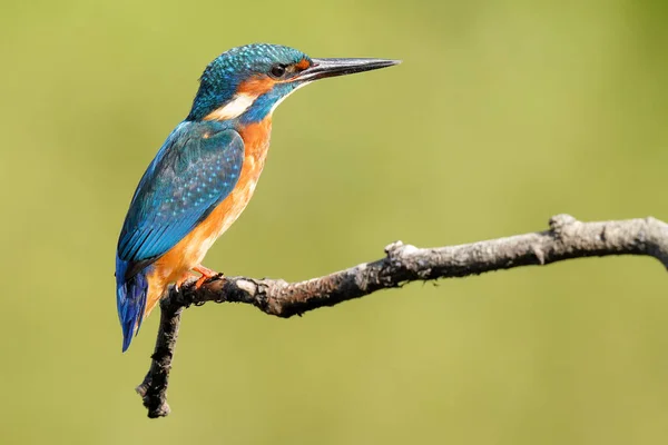 Close Kingfisher Empoleirado Galho Árvore Com Fundo Embaçado — Fotografia de Stock