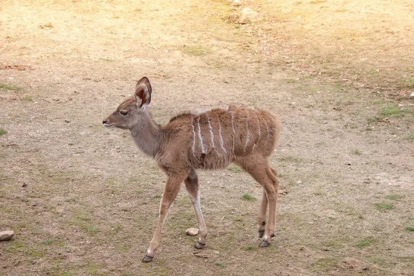 Kudu Menor Andando Parque — Fotografia de Stock