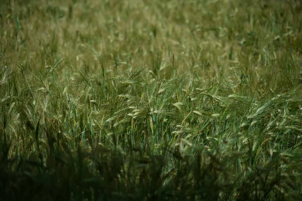 Zielone Pole Rosnącą Wysoką Trawą — Zdjęcie stockowe