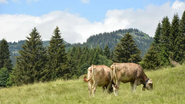 Dos Vacas Pastando Naturaleza Con Pinos Montañas Fondo — Foto de Stock