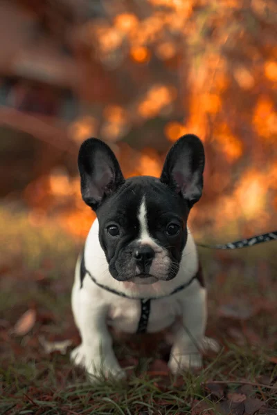 Retrato Adorable Bulldog Francés Con Correa Aire Libre Bajo Luz —  Fotos de Stock