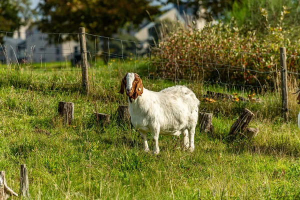Nahaufnahme Eines Schafes Auf Einem Acker — Stockfoto