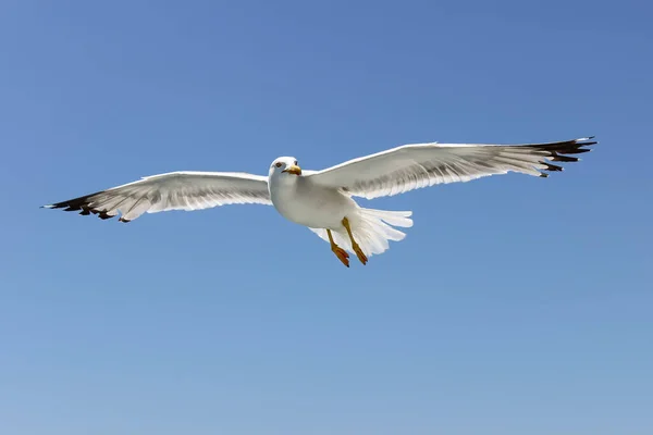 Uma Bela Vista Perto Uma Gaivota Branca Voando Céu Azul — Fotografia de Stock