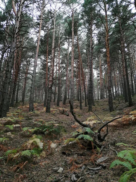 Eine Vertikale Aufnahme Hoher Bäume Wald — Stockfoto
