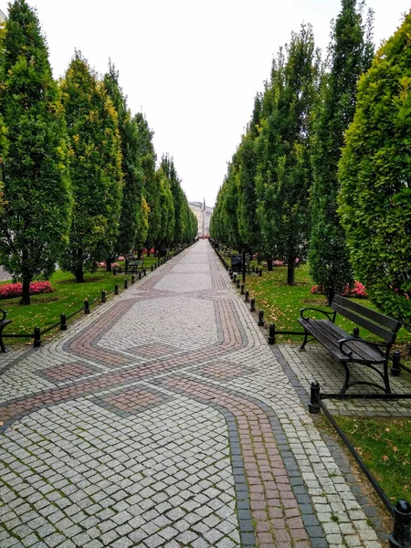 Vertical Shot Stone Sidewalk Surrounded Green Trees — Stock Photo, Image