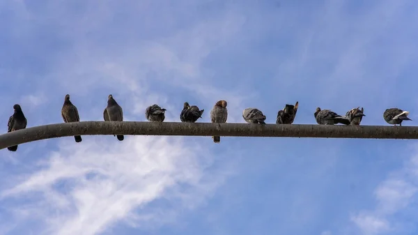 Groupe Oiseaux Perchés Sur Lampadaire Contre Ciel Bleu Nuageux — Photo