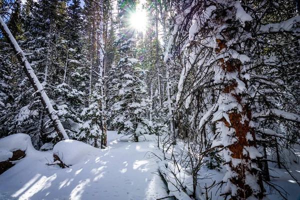 冬の日差しの下で森や雪に覆われた森の風景 — ストック写真