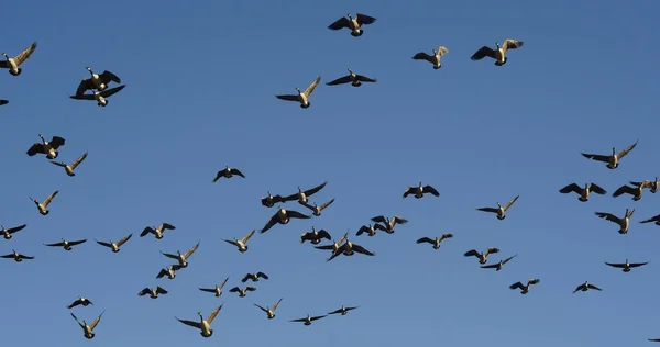 Canadian Gese Migration Wyandotte County Lake Usa — стокове фото