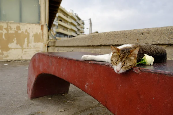 Uma Bela Foto Gato Relaxando Banco Rua Perto Uma Rosa — Fotografia de Stock