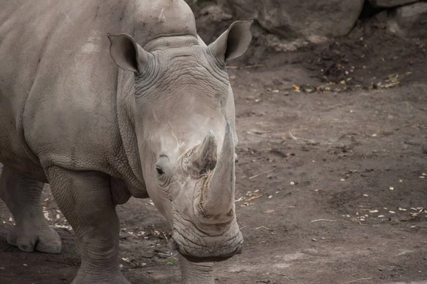 Ein Spitzmaulnashorn Zoo — Stockfoto