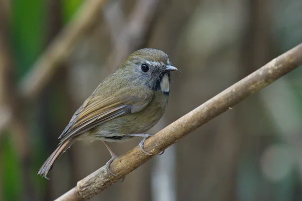 Vari Uccelli Carino Flycatcher Diversi — Foto Stock