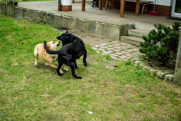 Two Dogs Playing Yard — Stock Photo, Image