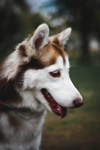 Ένα Κάθετο Πορτραίτο Ενός Σιβηρίας Husky Σκύλου Στο Πάρκο — Φωτογραφία Αρχείου