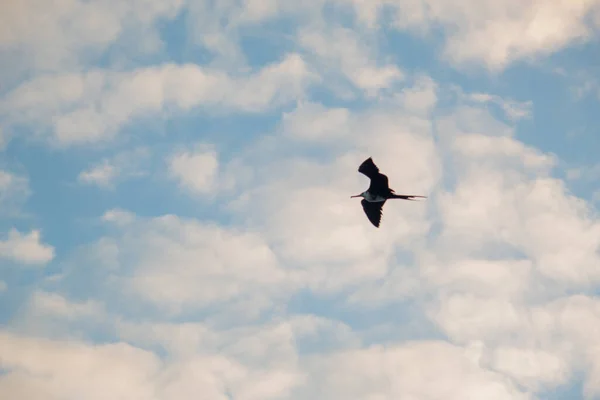 Nízký Úhel Záběru Ptáka Bat Hawk Letícího Pod Jasnou Oblohou — Stock fotografie