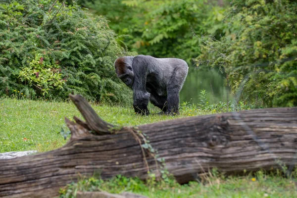 Fridfull Gorilla Äng Solig Dag — Stockfoto