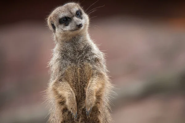 Close Meerkat Fundo Embaçado — Fotografia de Stock