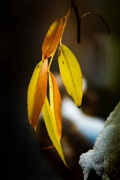 背景がぼやけている木の枝に秋の葉の選択的な焦点 — ストック写真