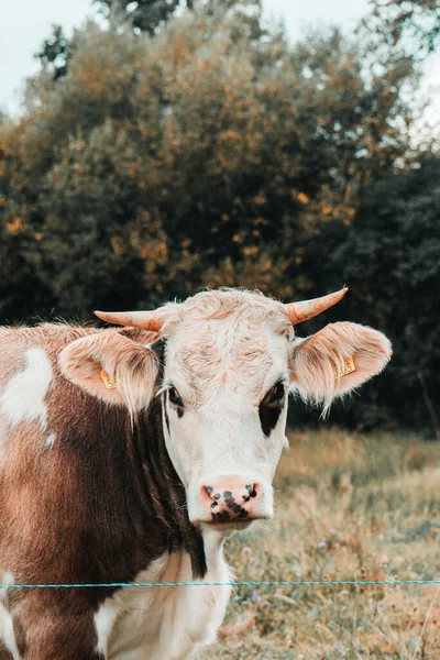 Portrét Roztomilé Krávy Rohy Stojící Zeleném Poli Pozadí Stromů — Stock fotografie