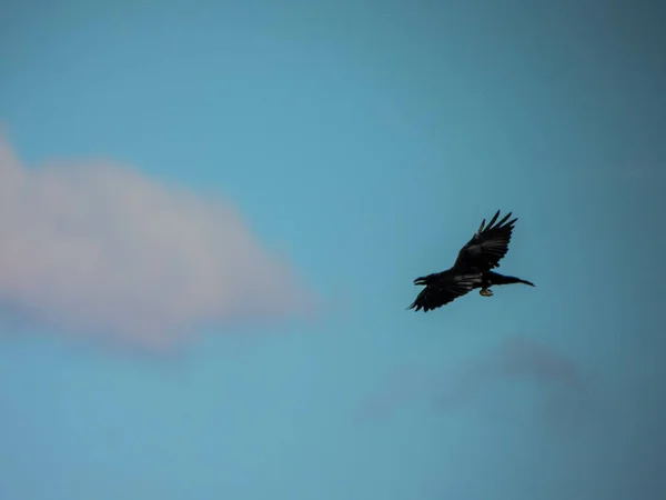 Flying Cuervo Grande Corvus Corax Extremadura Spain — Stock Photo, Image