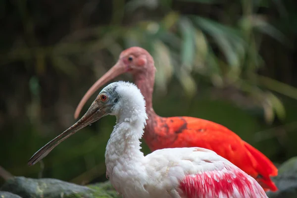 Two Spoonbill Pelican Birs Park — Stock Photo, Image