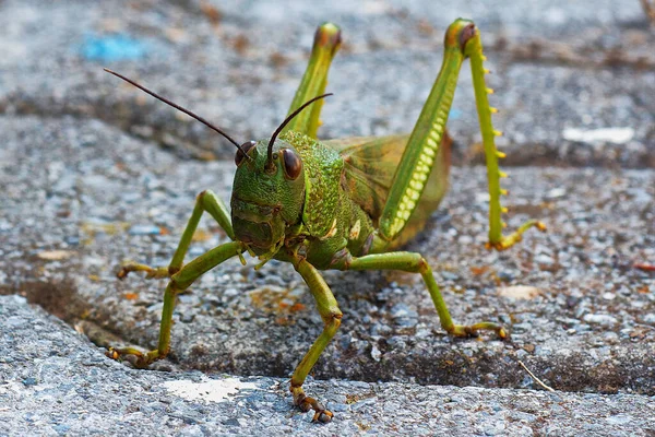 스톤에 Grasshopper 근접촬영 — 스톡 사진