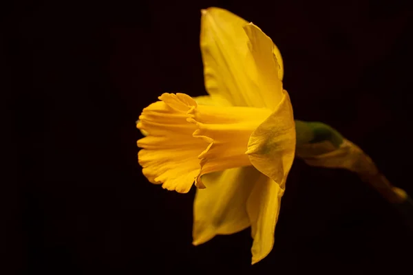 Egy Közeli Kép Egy Narcissus Pseudonarcissus Nárcisz — Stock Fotó