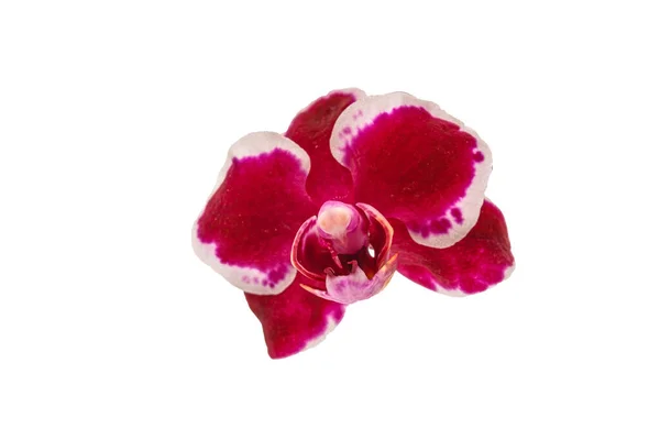 Крупним Планом Фіолетова Квітка Орхідеї Ізольована Білому Тлі — стокове фото