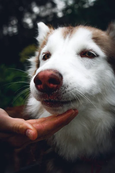 Vertical Shot Siberian Husky Park Its Owner — Stock Photo, Image