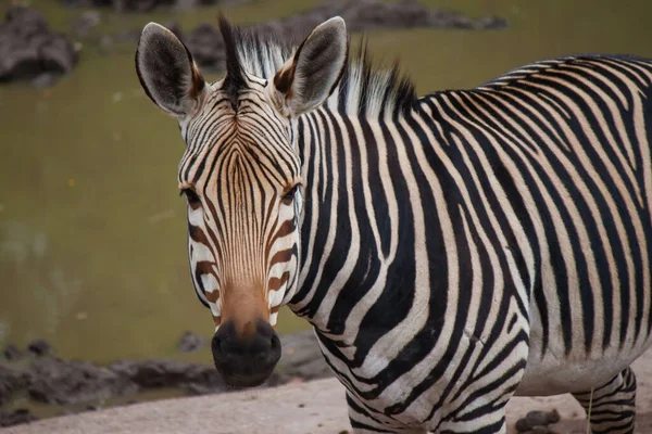 Zèbre Dans Une Cage Dans Zoo — Photo