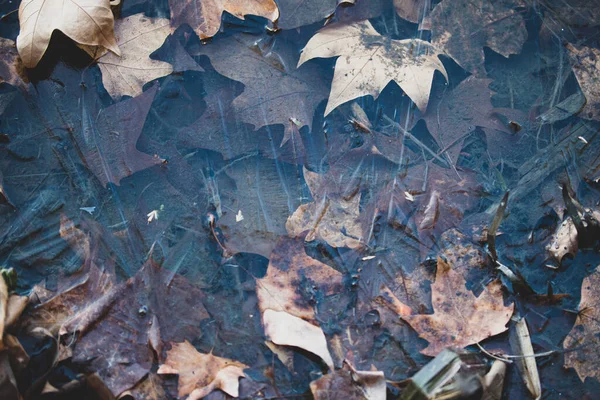 Listí Zamrzlém Jezeře Podzim — Stock fotografie
