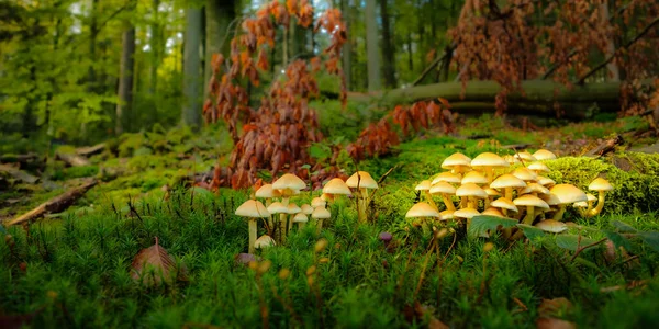 Krásný Výhled Houby Zeleném Mechu Lese — Stock fotografie